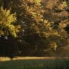 Wald am Morgen - 4K Naturaufnahme
