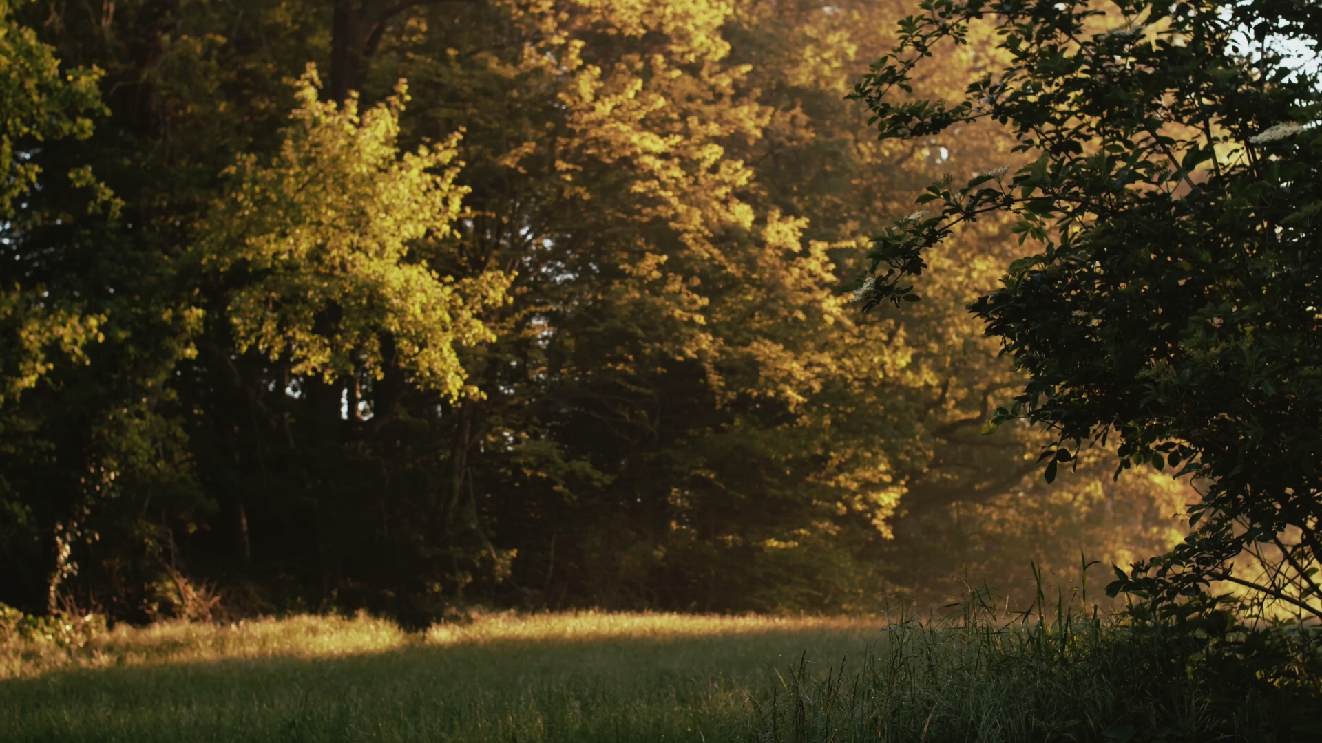 Wald am Morgen - 4K Naturaufnahme